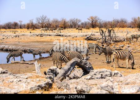 Große Herde von Plains Zebra versammeln sich um ein landschaftlich reizvoller Wasserloch im Homob - Etosha National Park, Namibia Stockfoto