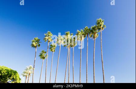 Ausrichtung von sehr hohen Washingtonia filifera Palmen mit blauem Himmel Hintergrund in Cannes Stockfoto