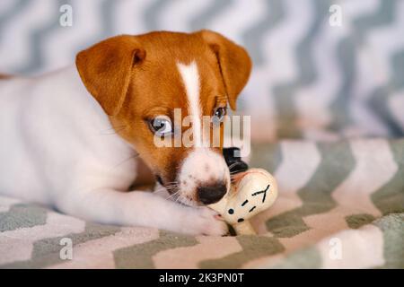 Kleiner Jack Russell Terrier Welpe spielt mit Spielzeug Stockfoto