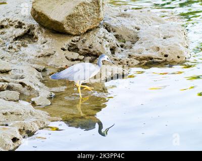 Malerische Wirkung Weißgesichtige Reiher am Rand des Wassers im Abendlicht auf der Suche nach Nahrung in Untiefen. Stockfoto