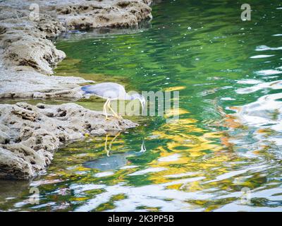 Malerische Wirkung Weißgesichtige Reiher am Rand des Wassers im Abendlicht auf der Suche nach Nahrung in Untiefen. Stockfoto