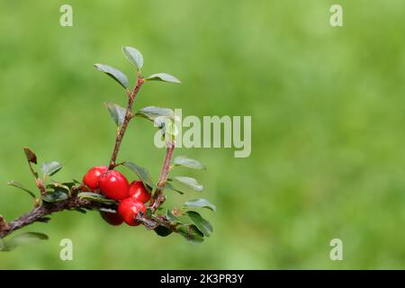 Schöne rote Früchte reifen auf einem Zweig eines Cotoneasters, Seitenansicht, Kopierraum, grüner verschwommener Hintergrund Stockfoto
