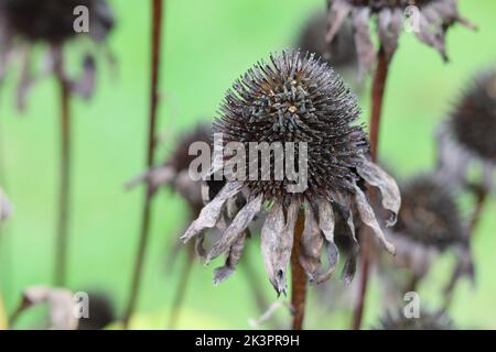 Nahaufnahme einer verblassten Echinacea purpurea in einem Blumenbeet Stockfoto