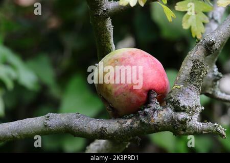 Ein von seinem Baum gefallener Apfel ist auf einer Ast-Gabel festgeklebt, Seitenansicht Stockfoto
