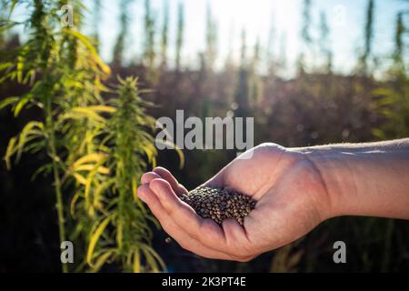 Kleiner Haufen brauner Hanfsamen in Handfläche, zwischen grünen Blättern Cannabispflanzen, Nahaufnahme. Stockfoto