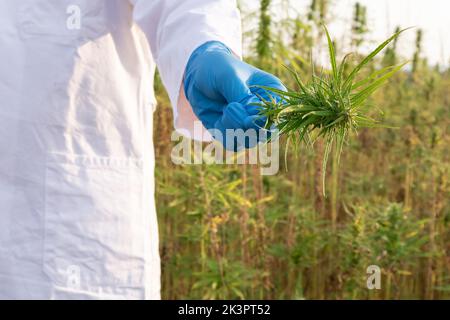 Wissenschaftler trägt weißen Labormantel und blaue Schutzhandschuhe, hält eine kleine Schere und CBD-Hanfblume, Nahaufnahme. Stockfoto