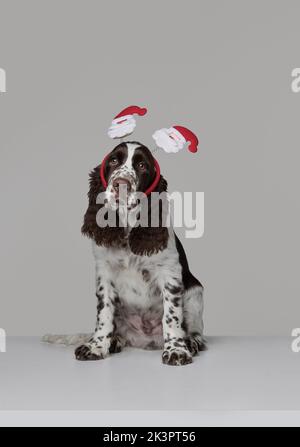 Portrait von reinrassigen englischen springer Spaniel Hund in niedlichen weihnachts-Accessoires auf dem Kopf isoliert auf grauem Hintergrund Stockfoto