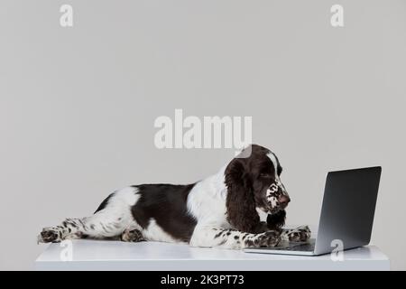 Porträt eines reinrassigen englischen springer-Spanielhundes, der mit einem Laptop auf grauem Hintergrund isoliert liegt Stockfoto