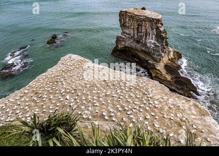 Auckland, Neuseeland - 28/09/2022, Ambiente während der Rallye Neuseeland 2022, 11. Runde der WRC World Rally Car Championship 2022, vom 29. September bis 2. Oktober 2022 in Auckland, Neuseeland - Foto: Nikos Katikis/DPPI/LiveMedia Stockfoto