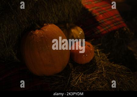 Halloween Hintergrund mit Textur orange Kürbisse auf dunklen strow Stapel. Nahaufnahme von natürlichen rötlichen Kürbissen mit Wassertropfen für die Helloween-Feier. C Stockfoto