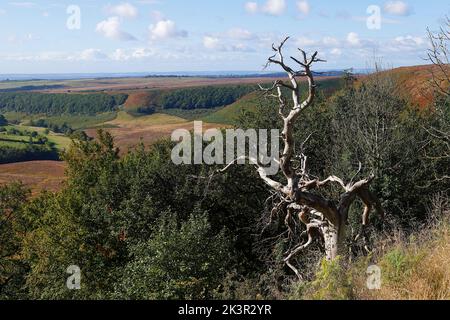 Blick über das Loch von Horcum in der Nähe von Pickering auf den North Yorkshire Moors Stockfoto