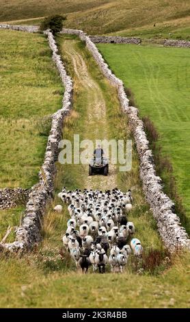 Ein Landwirt fährt mit dem Quad seine Schafe über eine ummauerte Gasse zurück zur Farm zum Tauchen, Horton-in-Ribblesdale, Yorkshire Dales National Park, Großbritannien Stockfoto