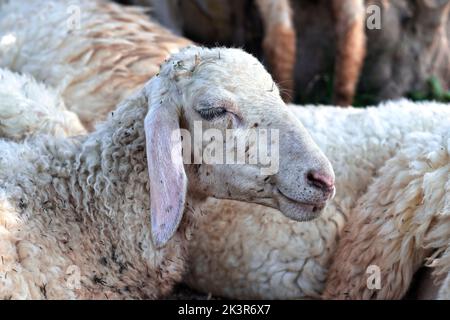 Schläfige Schafe machen an sonnigen Tagen ein Nickerchen Stockfoto