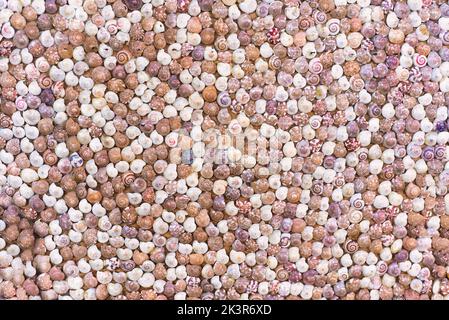 Viele farbenfrohe Muscheln mit natürlicher Echtfarbe als Hintergrund mit Kopierraum Stockfoto