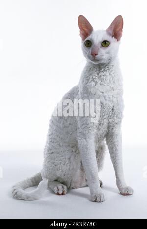 Weiße Cornish Rex Katze Stockfoto
