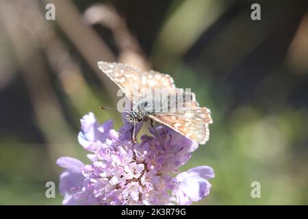carline Skipper Schmetterling sitzt auf einer Blume einer Scabiosa Stockfoto