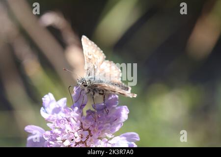 carline Skipper Schmetterling sitzt auf einer Blume einer Scabiosa Stockfoto