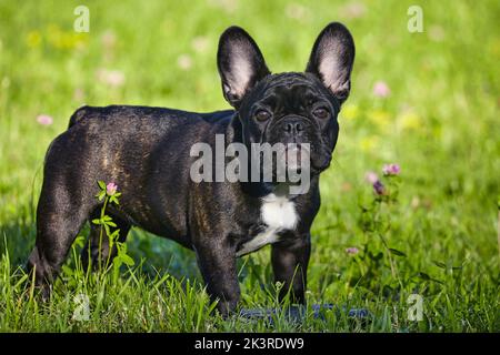 Charmante französisch Bulldogge Welpen im Sommer auf dem grünen Gras. Stockfoto