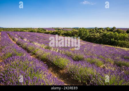 Rollende Lavendelfelder in Valensole Frankreich an einem sonnigen Frühlingstag Stockfoto