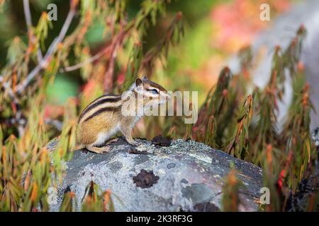 Ein Chipmunk sitzt auf einem Felsen, der von wilden Rosmarinhalmen umgeben ist. Herbst im Wald. Stockfoto