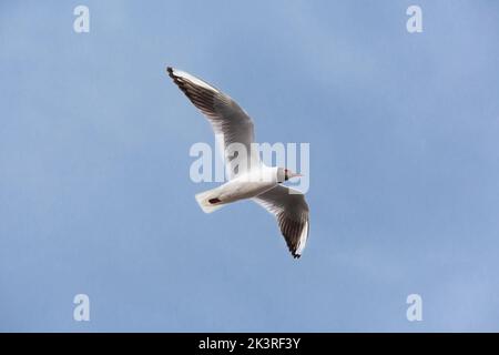 Eine weiße Möwe mit offenen Flügeln vor einem klaren blauen Himmel. Ansicht von unten Stockfoto