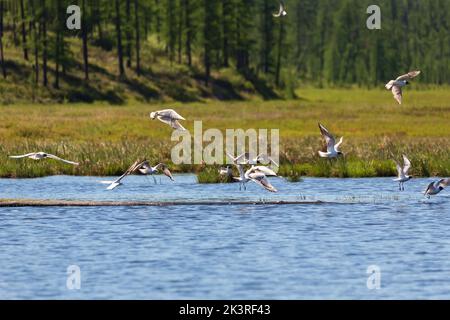 Möwen heben sich vom Wasser auf dem See ab, vor dem Hintergrund von altem gelbem Gras und Stoßzäpfchen. Stockfoto