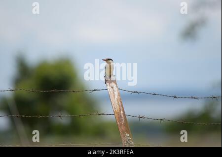 Ein gestreifter Eisfischer, der an einem sonnigen Tag auf einer Stange in Uganda sitzt Stockfoto