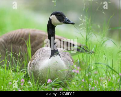 Porträt einer Kanadagans auf einer Wiese, Regentag im Frühling, Wien (Österreich) Stockfoto