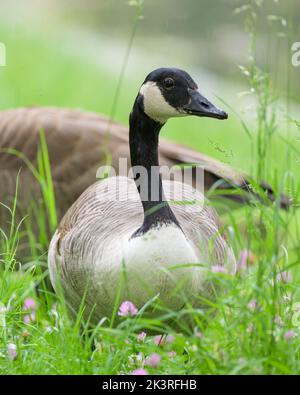 Porträt einer Kanadagans auf einer Wiese, Regentag im Frühling, Wien (Österreich) Stockfoto