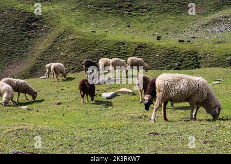 Himalaya-Schafe, die am Ufer des Flusses in den Bergen herumlaufen Stockfoto