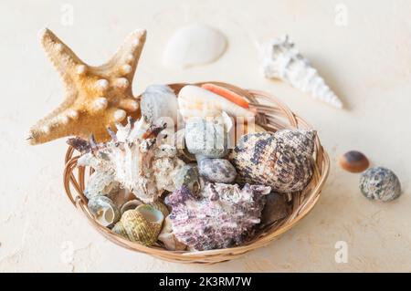 Die Muscheln in einem Korb auf beigem Hintergrund Stockfoto