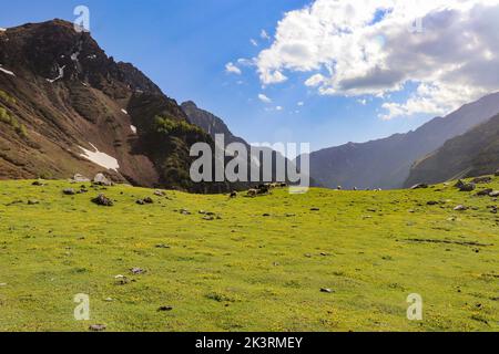 Himalaya-Schafe, die am Ufer des Flusses in den Bergen herumlaufen Stockfoto