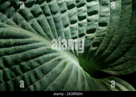 Nahaufnahme des Sonnenlichts, die das stark gerippte Blatt einer Hosta-Pflanze enthüllt. Skulpturale Pflanzung. Abstrakte Textur / Muster, grüner Hintergrund. Stockfoto