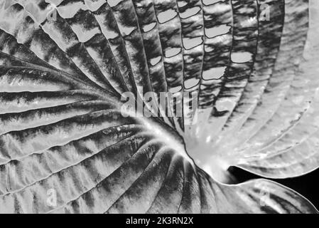 Nahaufnahme des Sonnenlichts, die das stark gerippte Blatt einer Hosta-Pflanze enthüllt. Skulpturale Pflanzung. Abstrakte Textur / Muster, schwarz-weißer Hintergrund. Stockfoto