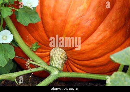 Dills Atlantic Giant Kürbis Sorte. Nahaufnahme der orangefarbenen Rippenhaut, die an der Rebe befestigt ist. Cottage Garden, südlich von England, September. Stockfoto