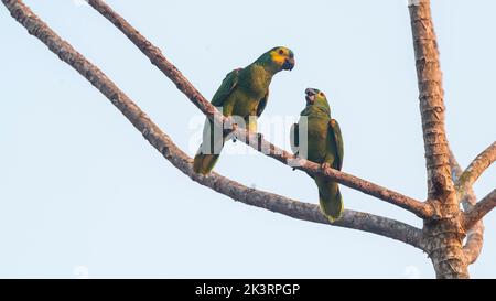 Amazonas mit türkisfarbener Vorderseite, Amazona aestiva.Mato grosso Brasilien Stockfoto