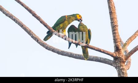 Amazonas mit türkisfarbener Vorderseite, Amazona aestiva.Mato grosso Brasilien Stockfoto