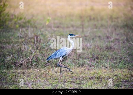 Schneegreiher in Pantanal-Umgebung, Mato Grosso, Brasilien Stockfoto