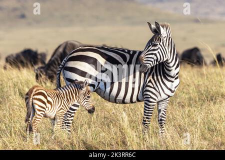 Ebenen, oder gemeines Zebra, equus quagga, im Grasland der Masai Mara, Kenia. Mutter und neugeborenes Fohlen mit einer wildebesten Herde dahinter. Stockfoto