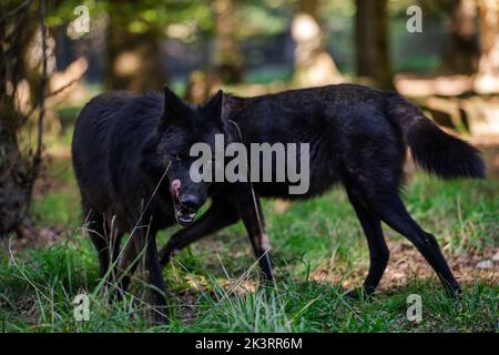 Porträt eines schwarzen Wolfes oder eines holzwolf im Wald Stockfoto