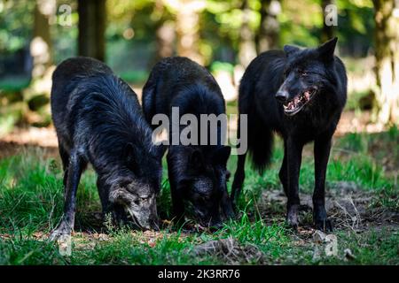 Porträt eines schwarzen Wolfes oder eines holzwolf im Wald Stockfoto