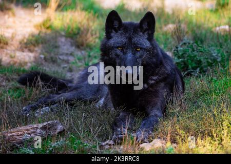 Porträt eines schwarzen Wolfes oder eines holzwolf im Wald Stockfoto