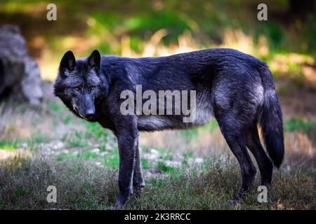 Porträt eines schwarzen Wolfes oder eines holzwolf im Wald Stockfoto