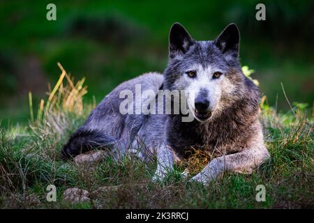 Porträt eines schwarzen Wolfes oder eines holzwolf im Wald Stockfoto
