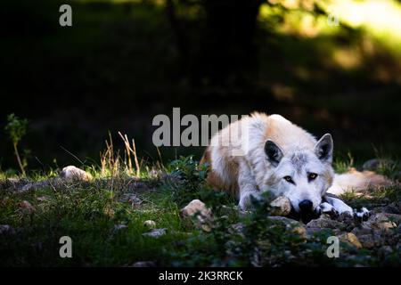 Porträt eines schwarzen Wolfes oder eines holzwolf im Wald Stockfoto