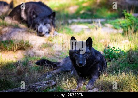 Porträt eines schwarzen Wolfes oder eines holzwolf im Wald Stockfoto