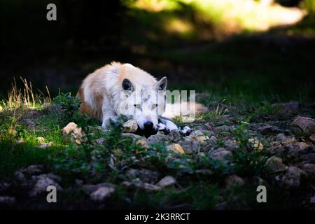 Porträt eines schwarzen Wolfes oder eines holzwolf im Wald Stockfoto