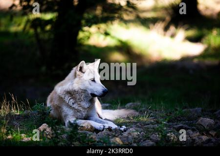 Porträt eines schwarzen Wolfes oder eines holzwolf im Wald Stockfoto