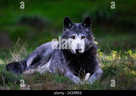 Porträt eines schwarzen Wolfes oder eines holzwolf im Wald Stockfoto