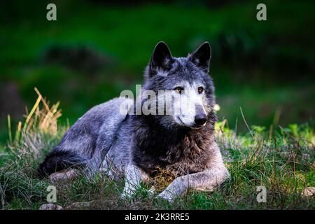 Porträt eines schwarzen Wolfes oder eines holzwolf im Wald Stockfoto